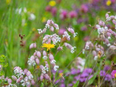 Blumenwiese auf der Reiteralm