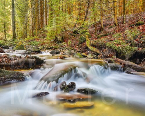 Wildwasserpfad/Mariensee